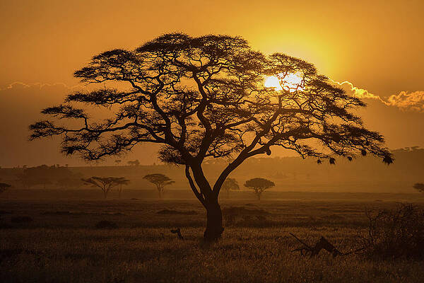 serengeti-sunset-max-waugh.jpg